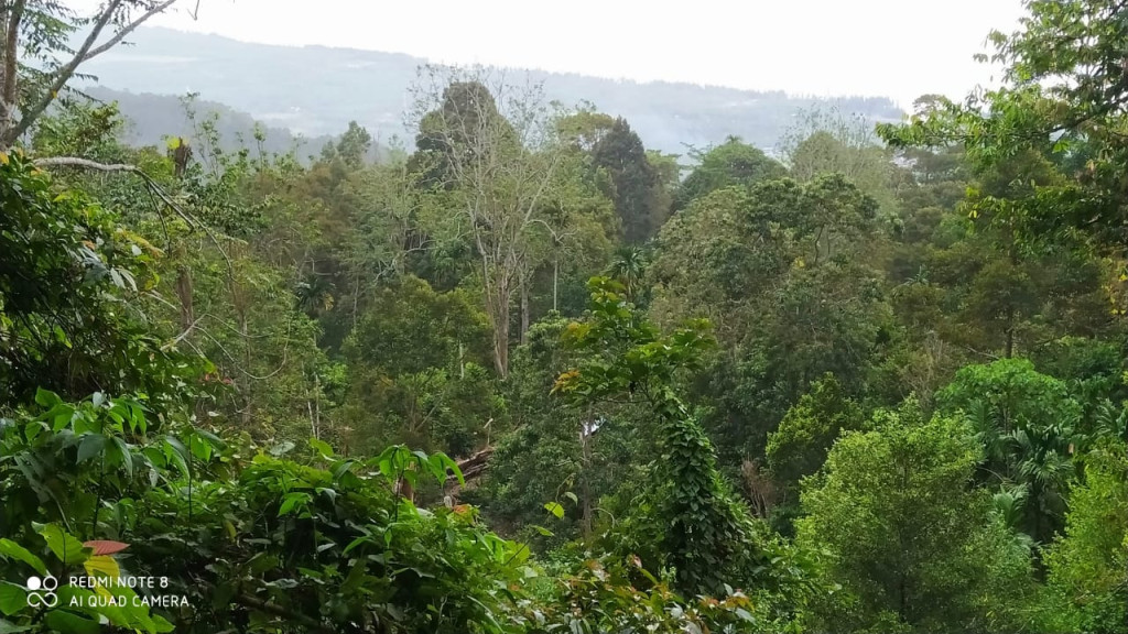 Foto Ini Memperlihatkan keindahan Ke Dalam Gunung Saiboen Yang Begitu Hijau Dan Subur