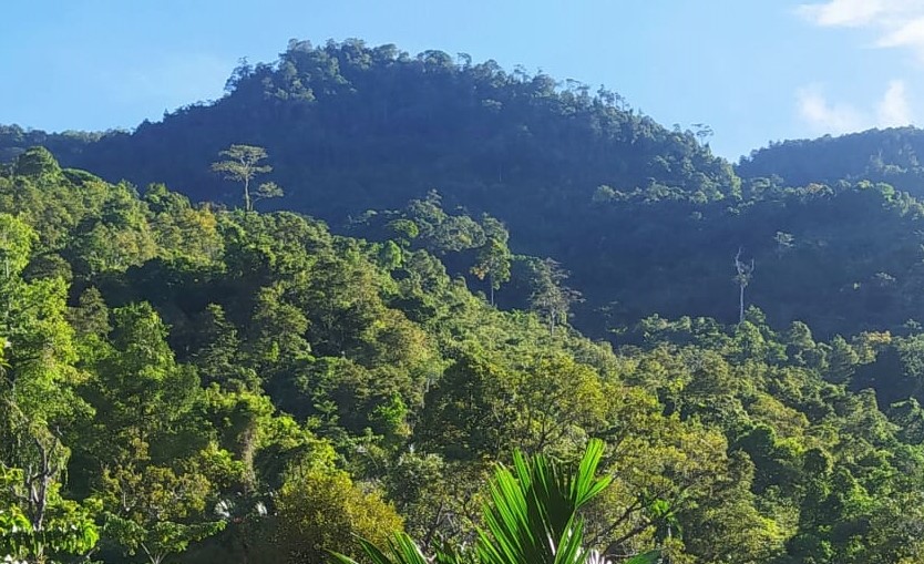 Gunung Saiboen Merupakan Salah Satu Gunung Tertinggi Di Gampong Ladang Teungoh