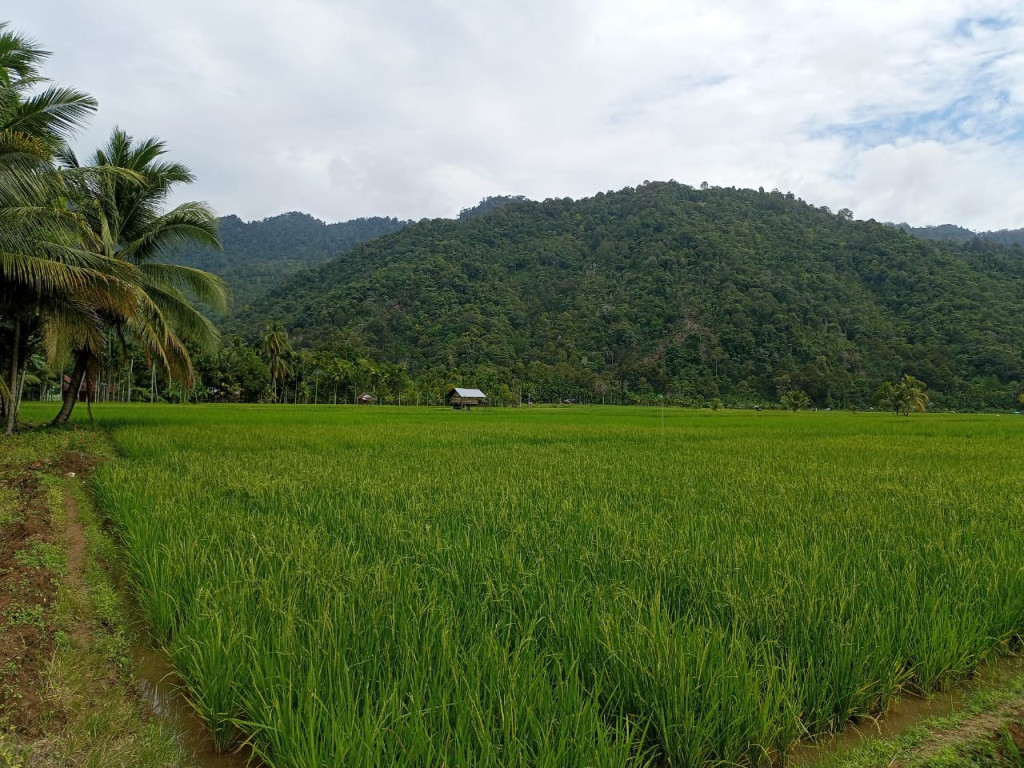 Sawah merupakah Salah Satu Sumber Mata Pencaharian Masyarakat Gampong Ladang Teungoh.